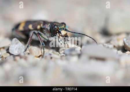 dune tiger beetle (Cicindela hybrida), portrait, Germany, Bavaria Stock Photo