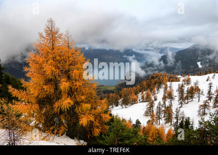 common larch, European larch (Larix decidua, Larix europaea), larches with autumn colours in front of cloud covered lake Reschen, Italy, South Tyrol