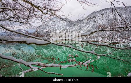 Lake Sylvenstein in winter with snow covered branches, Germany, Bavaria Stock Photo