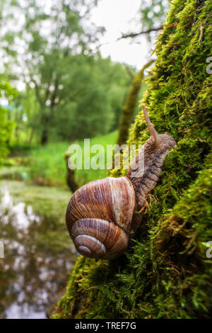 Roman snail, escargot, escargot snail, edible snail, apple snail, grapevine snail, vineyard snail, vine snail (Helix pomatia), on a mossy tree trunk in a floodplai forest, Germany, Bavaria Stock Photo