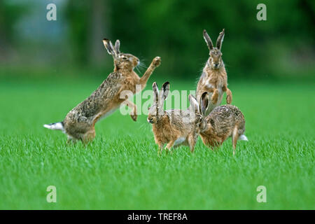 European hare, Brown hare (Lepus europaeus), group of fighting brown hares in a meadow, Austria, Burgenland, Neusiedler See National Park Stock Photo