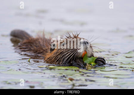 coypu, nutria (Myocastor coypus), eating waterlily leaves in the water, Italy Stock Photo