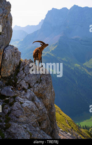 Alpine ibex (Capra ibex, Capra ibex ibex), standing in a steep in front of mountain tops, Austria, Tyrol, Karwendel Mountains Stock Photo