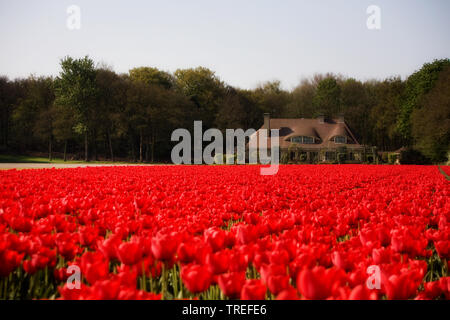 common garden tulip (Tulipa gesneriana), red blooming tulip field, Netherlands Stock Photo