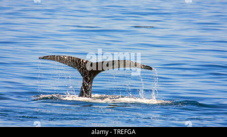 humpback whale (Megaptera novaeangliae), fluke showing out of the water, USA Stock Photo