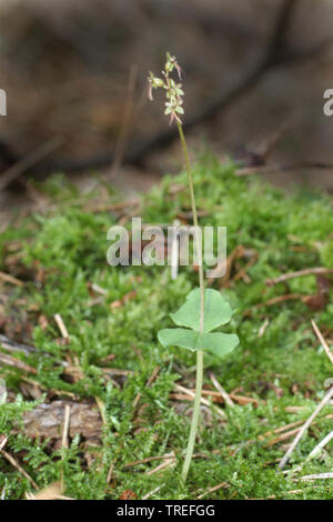 Lesser twayblade, Heart-leaved twayblade, Heartleaf twayblade (Listera cordata, Neottia cordata), blooming, Netherlands, Schiermonnikoog Stock Photo