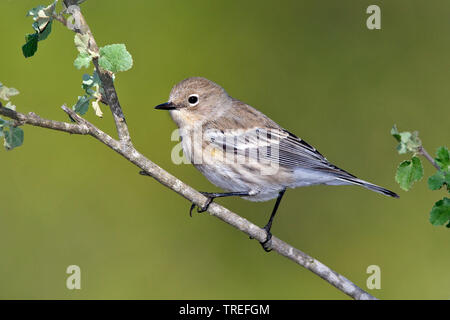 Audubon's warbler (Setophaga auduboni, Setophaga coronata auduboni), on a branch, USA, California Stock Photo