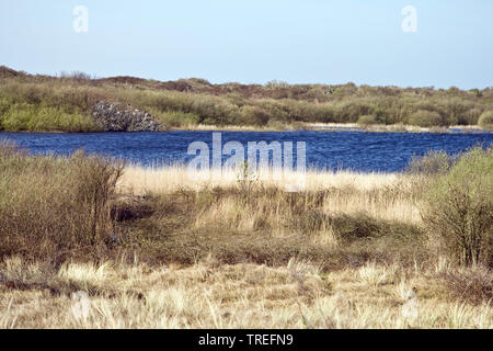 dunelandscape on Texel, Netherlands, Texel, De Hors Stock Photo