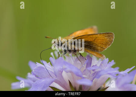 small skipper (Thymelicus sylvestris, Thymelicus flavus), sucking nectar at scabious, Knautia arvensis, Germany Stock Photo
