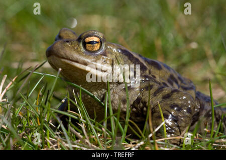 European common toad (Bufo bufo), sits in a meadow, Netherlands Stock Photo