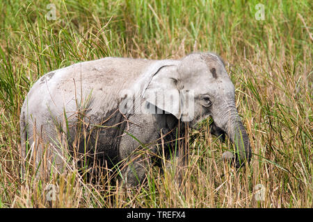 Indian elephant (Elephas maximus indicus, Elephas maximus bengalensis), on the feed, India, Kaziranga National Park Stock Photo