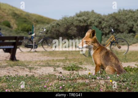 red fox (Vulpes vulpes), sitting near a bench in the dunes, side view, Netherlands, Berkheide, Katwijk Stock Photo