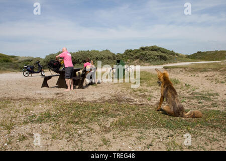 red fox (Vulpes vulpes), sitting near a bench in the dunes, watched bicycling tourists, Netherlands, Berkheide, Katwijk Stock Photo