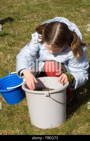 European common toad (Bufo bufo), girl looking into a bucket, Netherlands Stock Photo