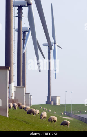 domestic sheep (Ovis ammon f. aries), grazing flock of sheep on a dike with onshore wind farm, Netherlands, Groningen, Eemshaven Stock Photo