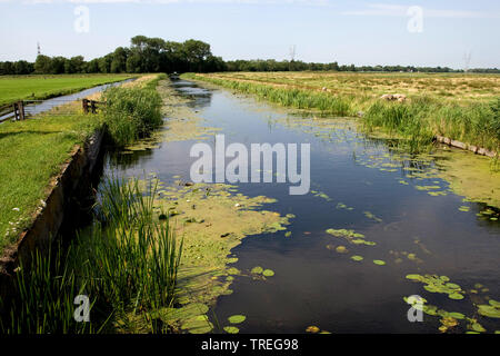 nature reserve Hilversumse Bovenmeent, Netherlands, Utrecht, Hilversumse Bovenmeent Stock Photo
