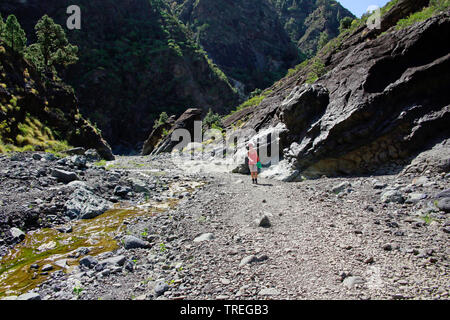 hiking in the Angustias gorge, Canary Islands, La Palma, El Paso Stock Photo