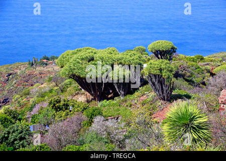 Tear Dragon's blood, Draegon Tree, Canary Islands Dragon Tree, Drago  (Dracaena draco), at the coast, Canary Islands, La Palma, Las Tricias, Garafia Stock Photo