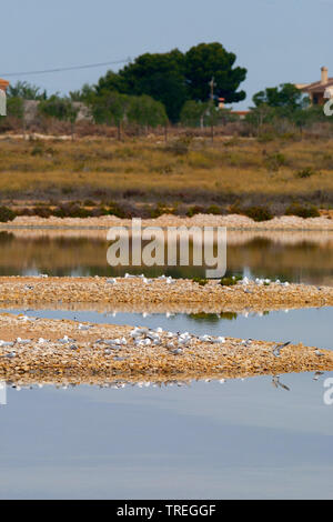 slender-billed gull (Larus genei, Chroicocephalus genei), group sitting on shore, Spain Stock Photo