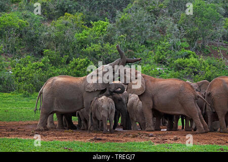 African elephant (Loxodonta africana), young bulls fight at waterhole, South Africa, Eastern Cape, Addo Elephant National Park Stock Photo