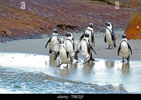 Jackass penguin, African penguin, Black-footed penguin (Spheniscus demersus), group walking to the sea, South Africa, Western Cape, Simons Town Stock Photo