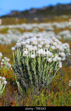 Everlasting snow (Syncarpha vestita), blooming, South Africa, Western Cape, Table Mountain National Park Stock Photo