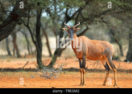 topi, tsessebi, korrigum, tsessebe (Damaliscus lunatus), in savanna, South Africa, Mokala National Park Stock Photo