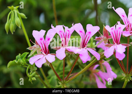 Ivy-leaved Geranium (Pelargonium peltatum), blooming wild form, South Africa, Eastern Cape, Addo Elephant National Park Stock Photo