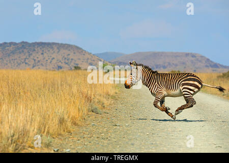 Cape Mountain Zebra, Mountain Zebra (Equus zebra zebra), galloping over a road in savanna, South Africa, Eastern Cape, Mountain Zebra National Park Stock Photo