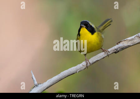 bahama yellowthroat (Geothlypis rostrata), is a resident breeder and endemic to the Bahamas., The Bahamas Stock Photo