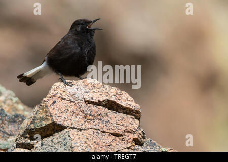 black wheatear (Oenanthe leucura), singing on a rock Stock Photo
