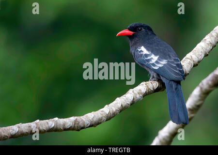 black nunbird (Monasa atra), perched in a tree, South America Stock Photo