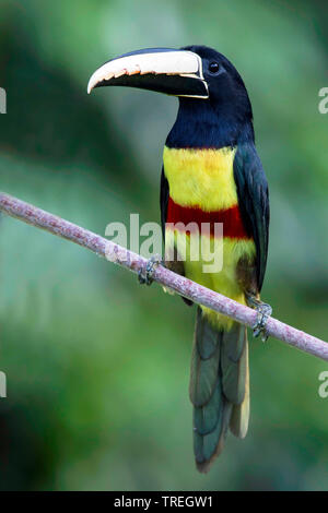 black-necked aracari (Pteroglossus aracari), perched on a branch in a tropical rainforest, Suedamerika Stock Photo