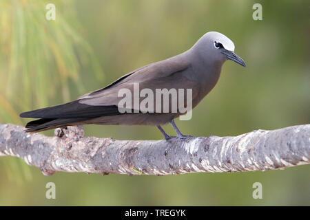 Common noddy, Brown Noddy (Anous stolidus), sitting on a branch, Mauritius, Rodrigues Island Stock Photo