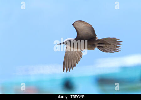Common noddy, Brown Noddy (Anous stolidus), flying, Mauritius, Rodrigues Island Stock Photo