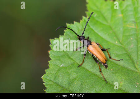 Red Longhorn Beetle (Anoplodera rubra, Stictoleptura rubra, Leptura rubra, Corymbia rubra, Aredolpona rubra), male on a leaf, Germany