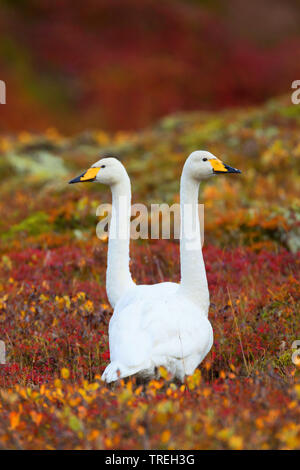 Whooper swans (Cygnus cygnus) two in flight, during snowfall, Lake ...