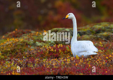 whooper swan (Cygnus cygnus), in tundra, Iceland Stock Photo