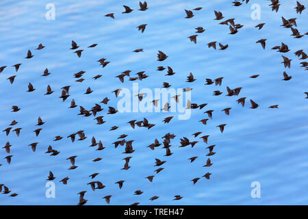 common starling (Sturnus vulgaris), flock in flight, Iceland Stock Photo