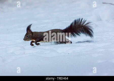 European red squirrel, Eurasian red squirrel (Sciurus vulgaris), jumping through the snow and searching for food, Switzerland, Grisons Stock Photo