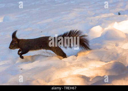 European red squirrel, Eurasian red squirrel (Sciurus vulgaris), jumping through the snow and searching for food, Switzerland, Grisons Stock Photo