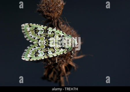 Merveille-du-jour, Green owlet moth (Dichonia aprilina, Griposia aprilina), on withered inflorescence, Netherlands, Frisia Stock Photo