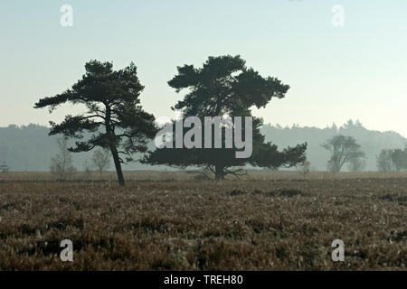 heathland at the Dwingelderveld National Park in autumn, Netherlands, Drente, Dwingelderveld National Park Stock Photo