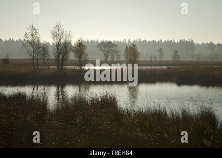 landscape at the Dwingelderveld National Park in autumn, Netherlands, Drente, Dwingelderveld National Park Stock Photo