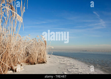 reed grass, common reed (Phragmites communis, Phragmites australis), Reed covered with hoar-frost at Eemmeer, Netherlands Stock Photo
