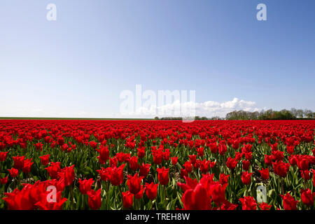common garden tulip (Tulipa spec.), red tulip field, Netherlands, Flevoland, Flevopolder
