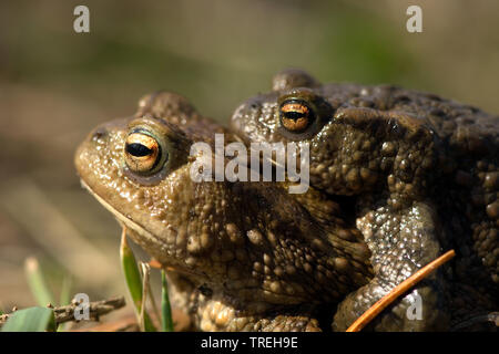 European common toad (Bufo bufo), couple, portrait, Netherlands, Noord-Oost polder