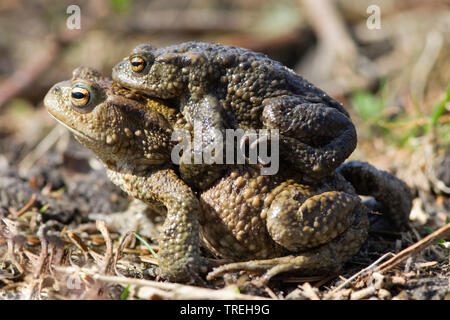 European common toad (Bufo bufo), couple on the ground, Amplexus axillaris, Netherlands, Flevoland Stock Photo