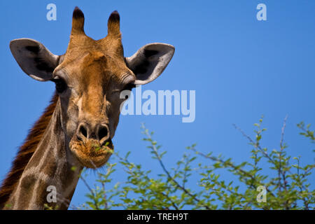 Angolan giraffe, Smoky giraffe (Giraffa camelopardalis angolensis), portrait, Namibia