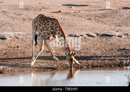 Angolan giraffe, Smoky giraffe (Giraffa camelopardalis angolensis), drinks at waterhole, Namibia
